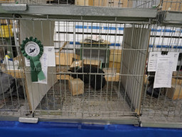 XIV Concurso Exposición de Palomas de Raza en Mula 2024